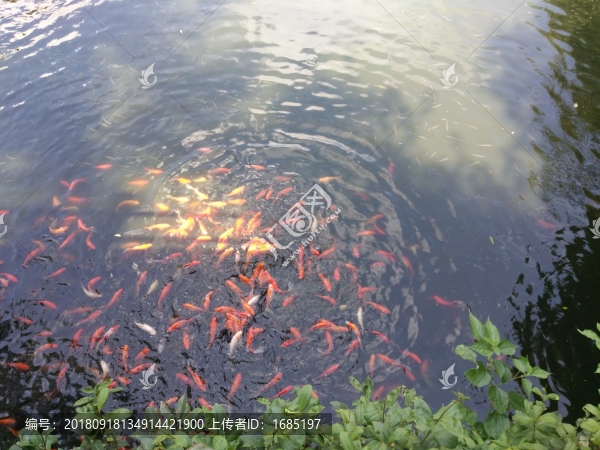 金魚