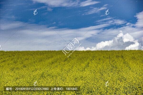 藍(lán)天白云油菜地
