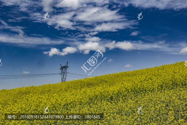藍天白云油菜地