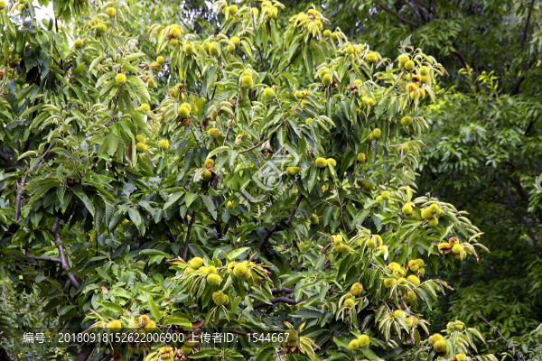 板栗樹