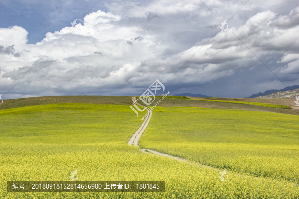藍天白云油菜地