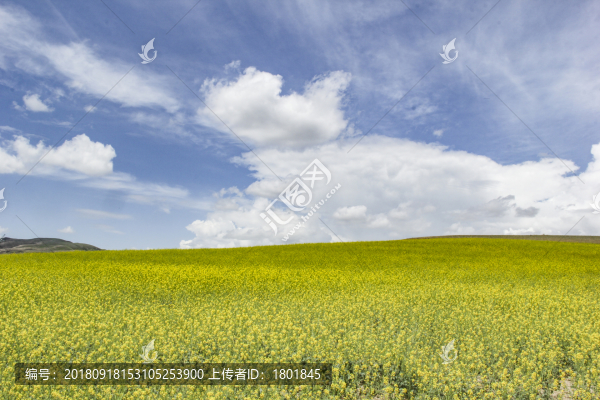 藍天白云油菜地