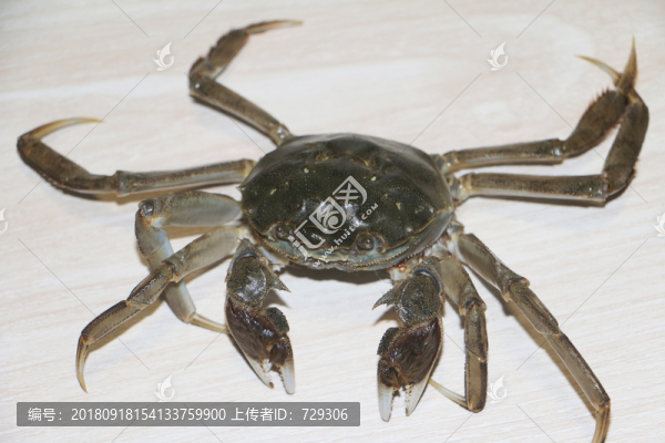 陽(yáng)澄湖大閘蟹