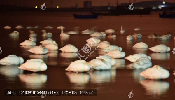 天鵝之美