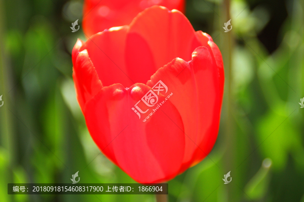 紅色郁金香