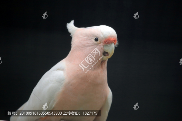 鳳頭鸚鵡