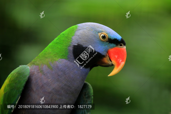 鸚鵡