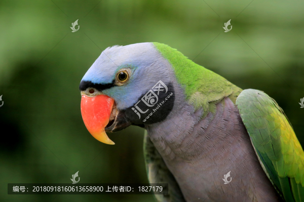 鸚鵡