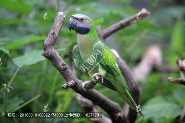 緋胸鸚鵡