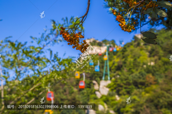 花楸樹