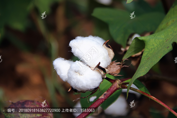 棉花