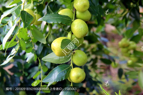 冬棗