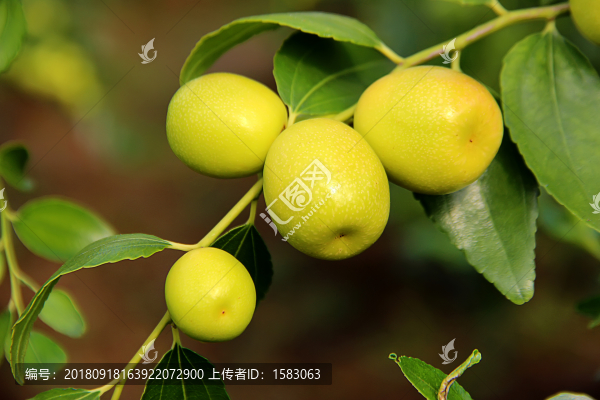 棗莊脆棗