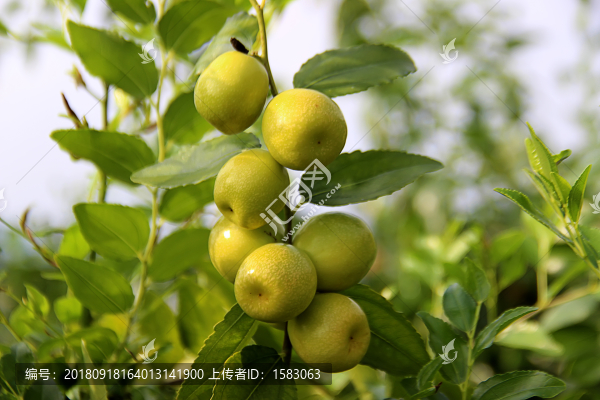 脆棗