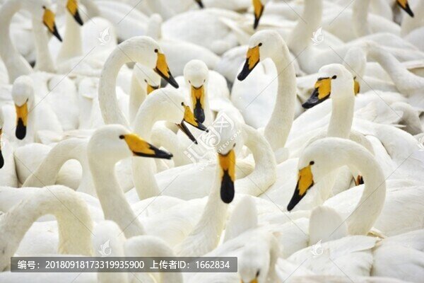 天鵝之美