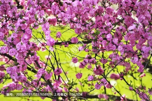 梅花-匯圖網(wǎng) www.fosd68.com 梅花