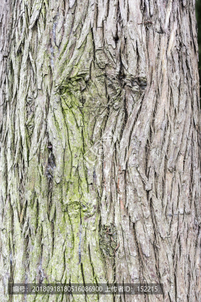 木紋