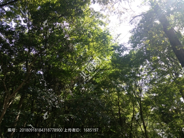 山間小道