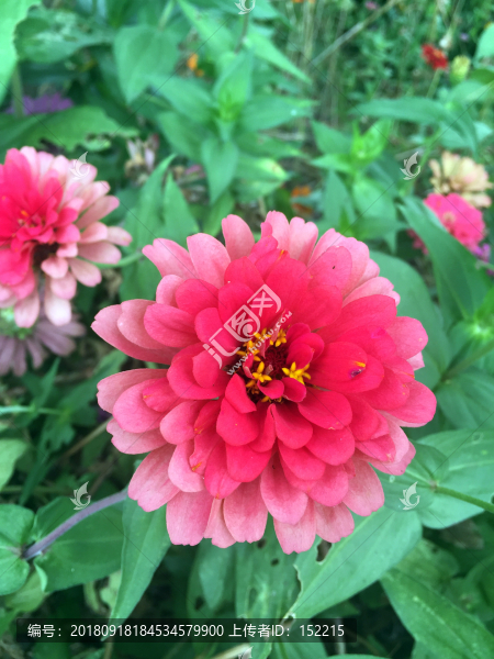 紅色花朵