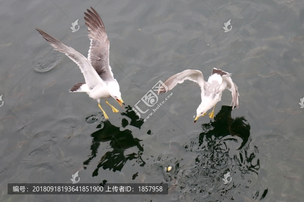 海鷗