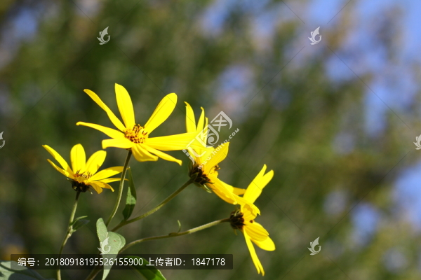 地環(huán)兒花