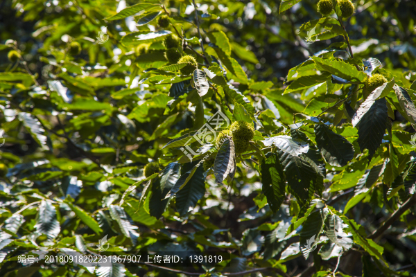 板栗樹