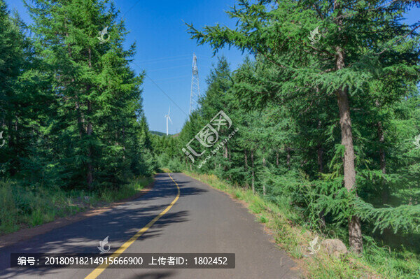 森林道路