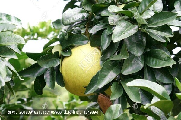 紅心柚子