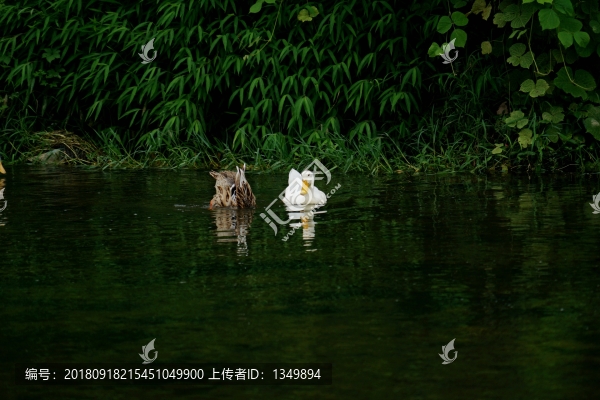鴨子