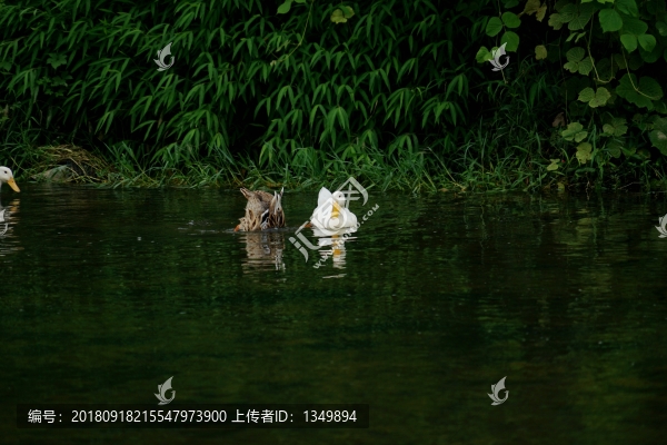 鴨子