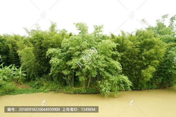 竹林