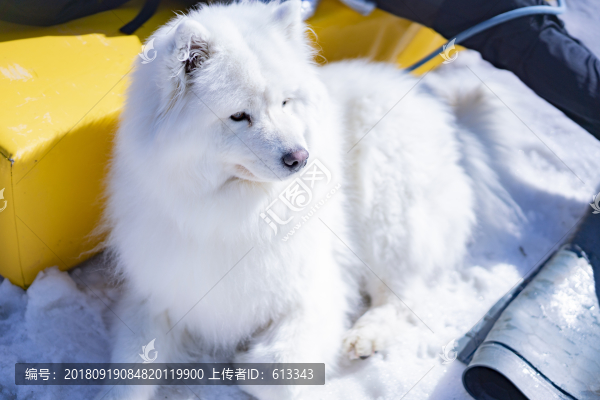陽(yáng)光雪景與薩摩耶