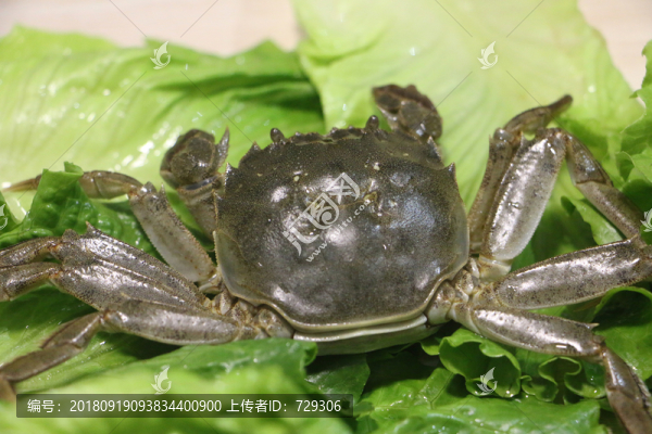 鮮活大閘蟹