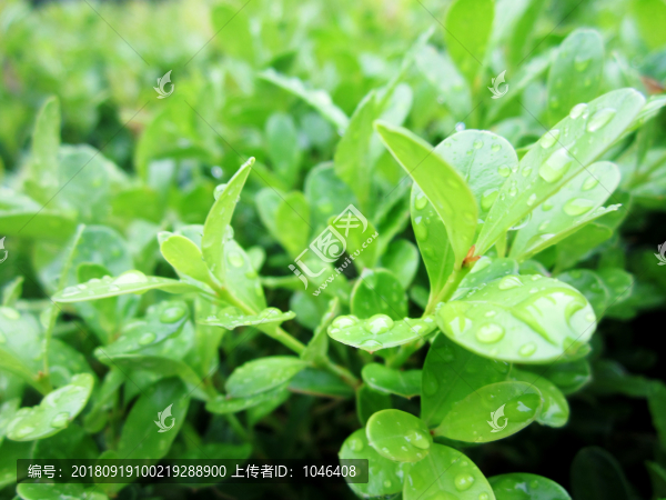 綠色枝葉