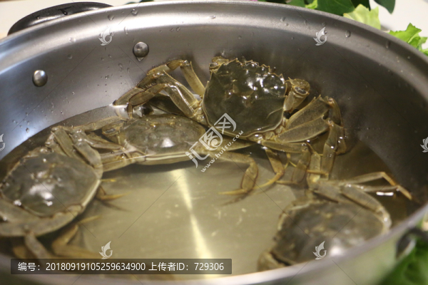 水中大閘蟹攝影