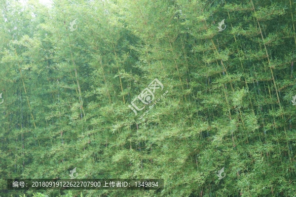 竹海