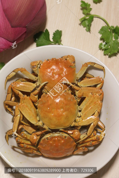 清蒸陽澄湖大閘蟹