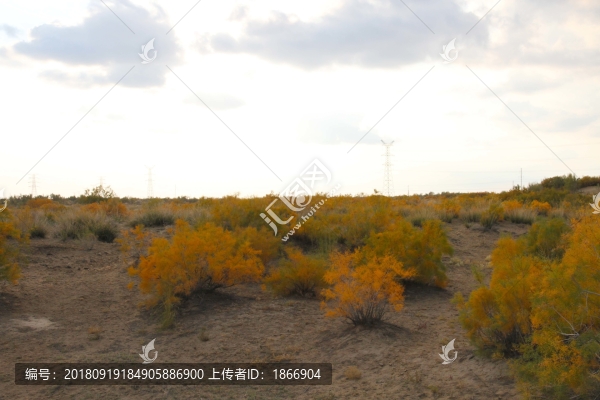 沙漠紅柳