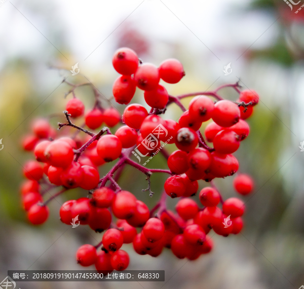 紅色果實(shí)