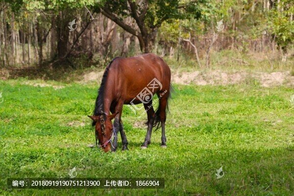 悠閑地馬兒
