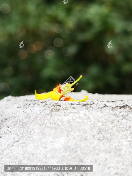 黃色的欒樹花