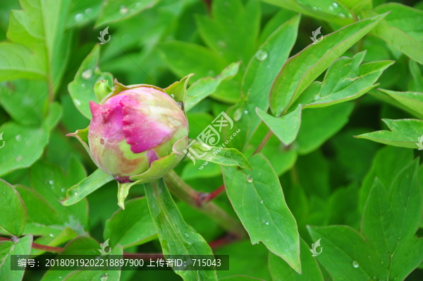 牡丹花蕾