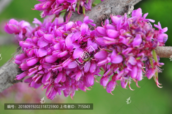 紫色花