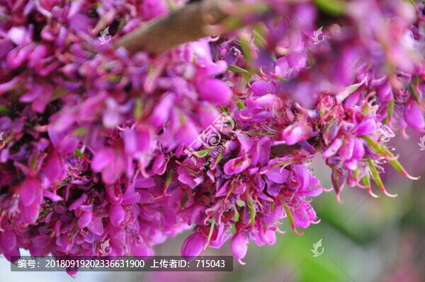 紫色花