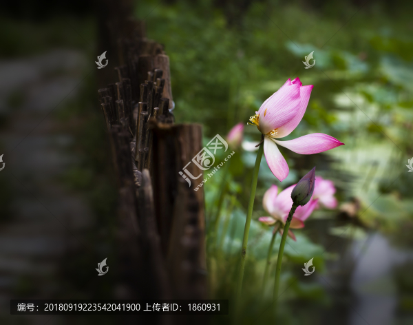路邊菏花