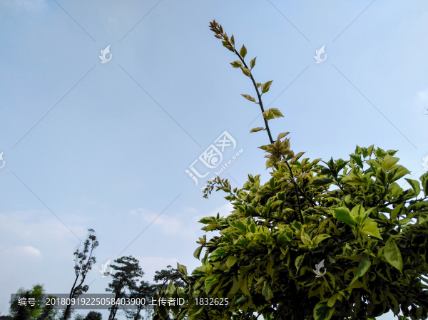 植物