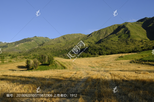 麥田