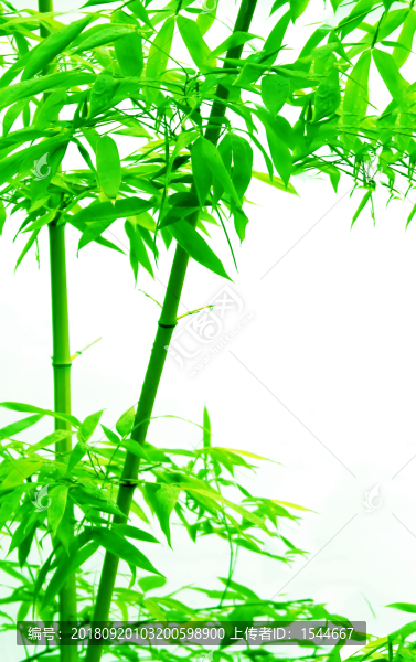 竹