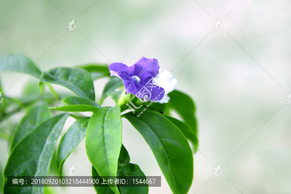 雙色茉莉