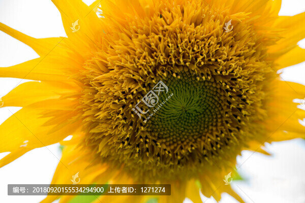 向日葵